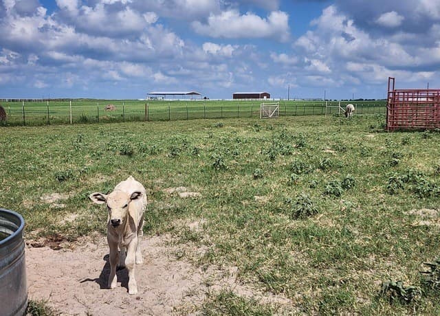 1208  County Road 317, La Vernia, TX 78121 — photo 18