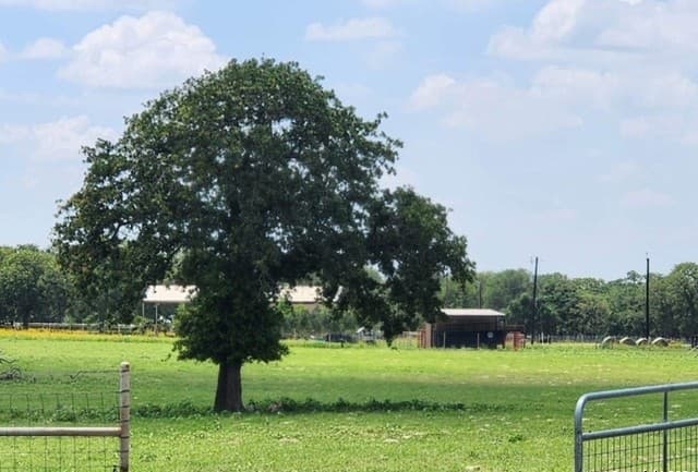 233  Triple Bend Dr, La Vernia, TX 78121 — photo 13