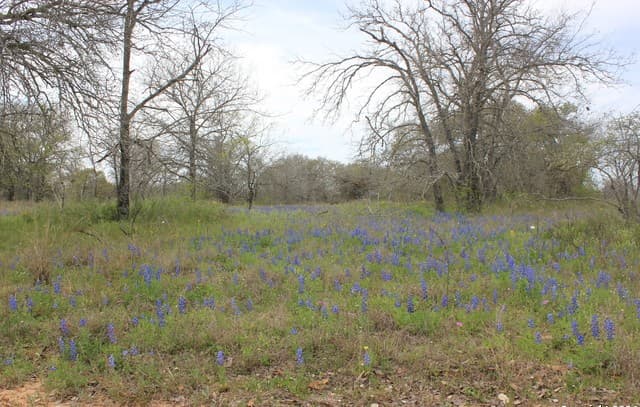 818  Encino Way, Natalia, TX 78059 — photo 11