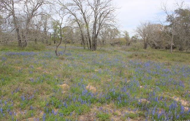 818  Encino Way, Natalia, TX 78059 — photo 13