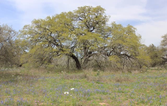 818  Encino Way, Natalia, TX 78059 — photo 14