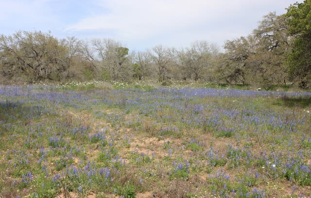 818  Encino Way, Natalia, TX 78059 — photo 15