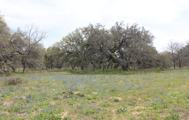 818  Encino Way, Natalia, TX 78059 — photo 16