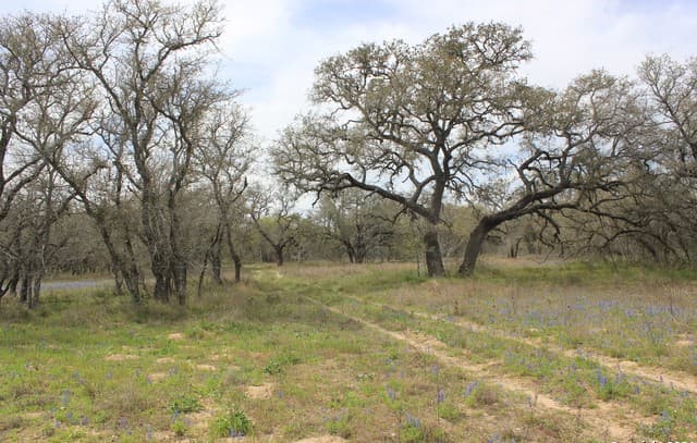818  Encino Way, Natalia, TX 78059 — photo 17