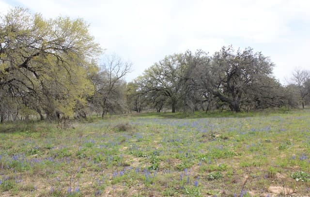 818  Encino Way, Natalia, TX 78059 — photo 18