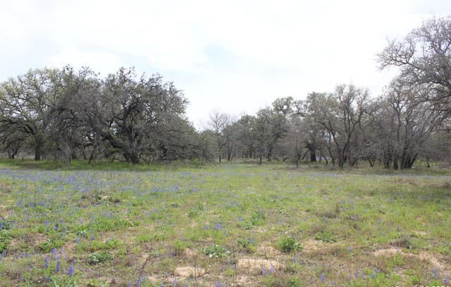818  Encino Way, Natalia, TX 78059 — photo 19