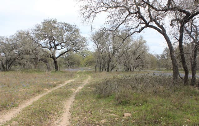 818  Encino Way, Natalia, TX 78059 — photo 20