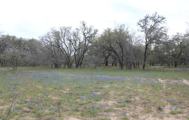 818  Encino Way, Natalia, TX 78059 — photo 21