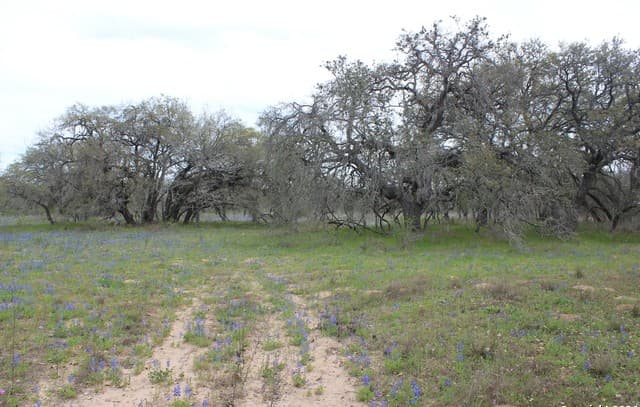 818  Encino Way, Natalia, TX 78059 — photo 22