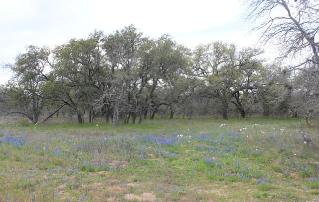 818  Encino Way, Natalia, TX 78059 — photo 23