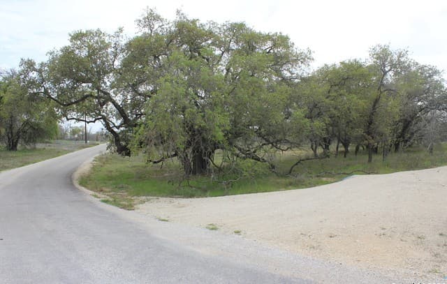 818  Encino Way, Natalia, TX 78059 — photo 4