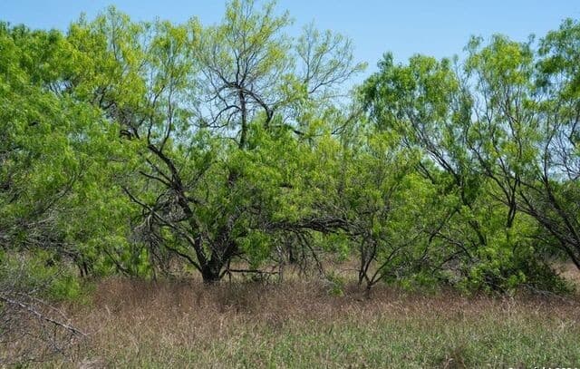 TRACT 9  Fm 1332, Jourdanton, TX 78026 — photo 13