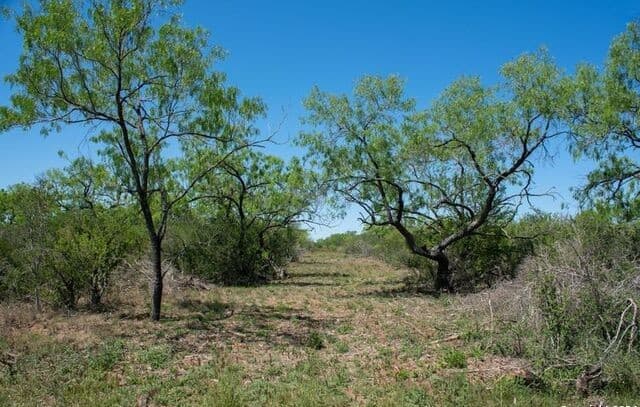 TRACT 9  Fm 1332, Jourdanton, TX 78026 — photo 7
