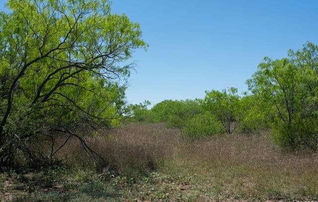 TRACT 9  Fm 1332, Jourdanton, TX 78026 — photo 8