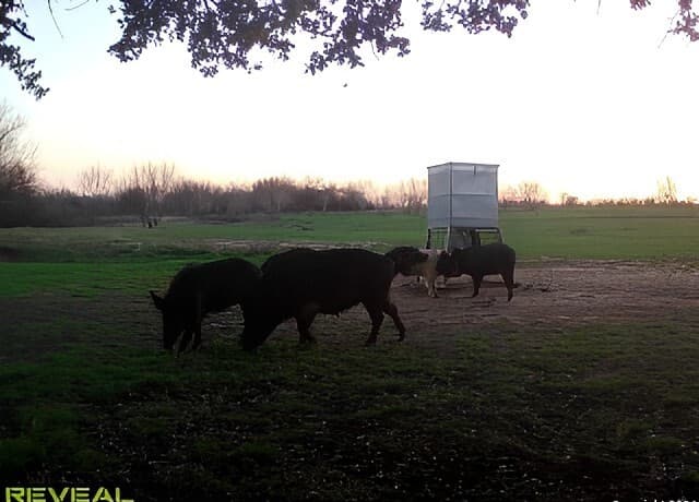 7507  New Sulphur Springs Rd, San Antonio, TX 78263 — photo 10