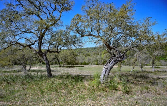 5922  Colin Rdg, New Braunfels, TX 78132 — photo 24
