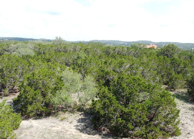233  Rosinweed, Spring Branch, TX 78070 — photo 10