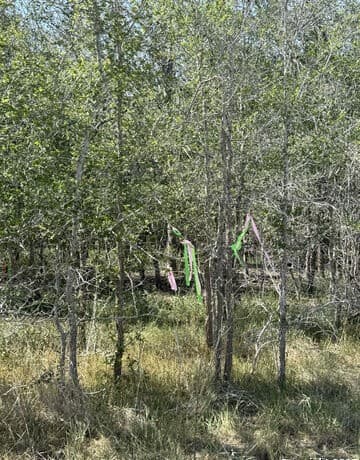 421  Kerr Ave, Sutherland Springs, TX 78161 — photo 2
