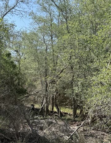 421  Kerr Ave, Sutherland Springs, TX 78161 — photo 3