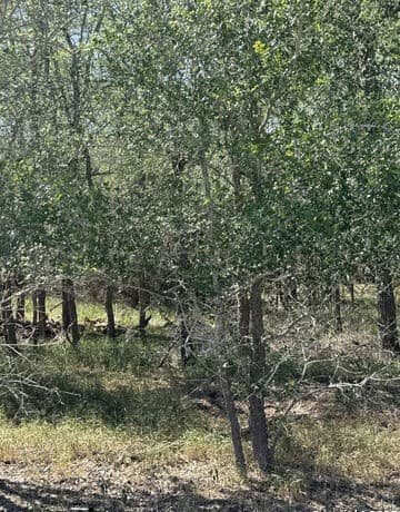 421  Kerr Ave, Sutherland Springs, TX 78161 — photo 4