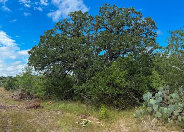 001  County Road 266, Gillett, TX 78116 — photo 22
