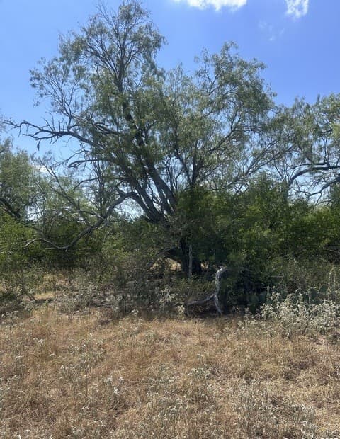 6032  County Road 405, Floresville, TX 78114 — photo 4