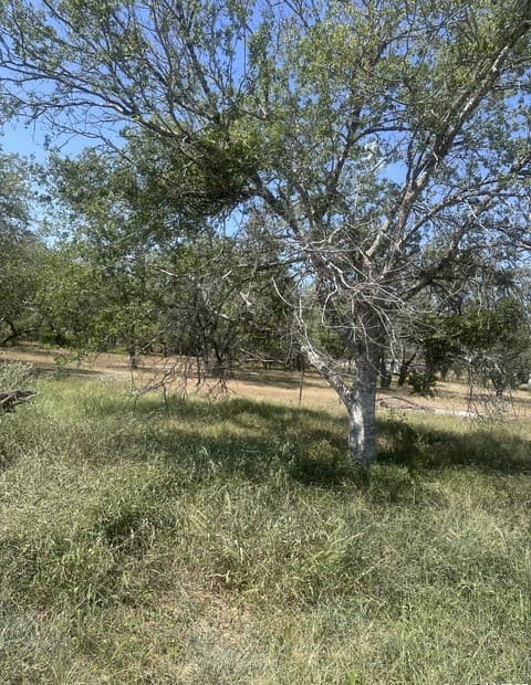 6032  County Road 405, Floresville, TX 78114 — photo 5