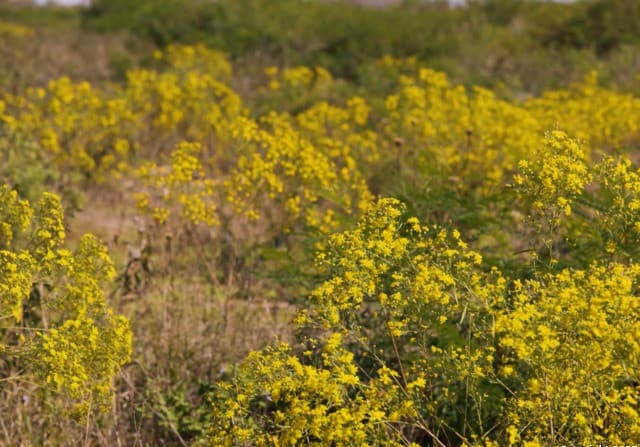 131  Cr 2644, Moore, TX 78057 — photo 12