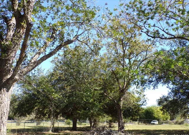 11957  Kearney Rd, Atascosa, TX 78002 — photo 12