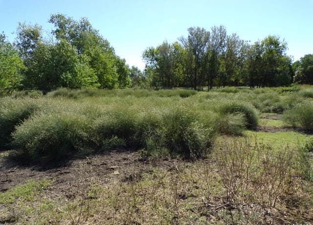 11957  Kearney Rd, Atascosa, TX 78002 — photo 9