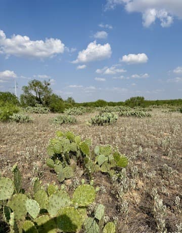 TBD LOT 62 E Cr 1647, Moore, TX 78057 — photo 8