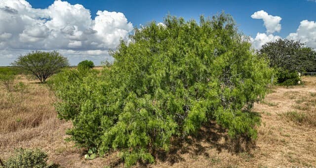 10+/- ACRES  Cr 152, Kenedy, TX 78119 — photo 13