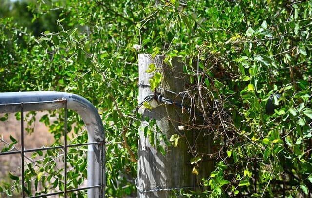 10+/- ACRES  Cr 152, Kenedy, TX 78119 — photo 14