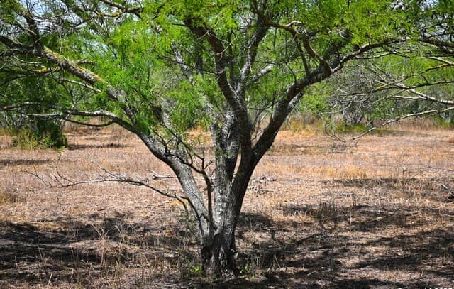10+/- ACRES  Cr 152, Kenedy, TX 78119 — photo 23