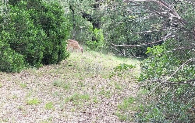 LOT 270  Forest Clfs, San Antonio, TX 78253 — photo 3