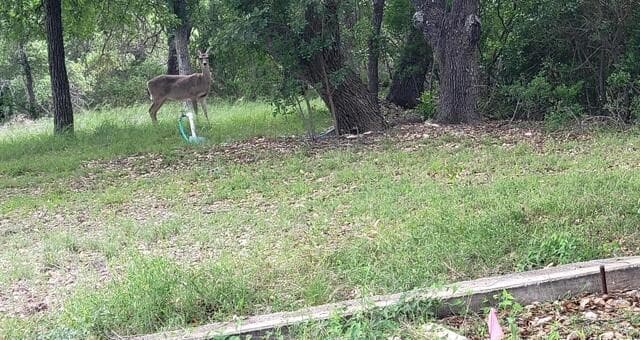 LOT 270  Forest Clfs, San Antonio, TX 78253 — photo 8