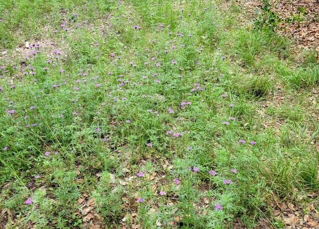 LOT 270  Forest Clfs, San Antonio, TX 78253 — photo 9