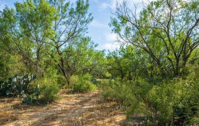 CR 732  Cr, Yancey, TX 78886 — photo 4