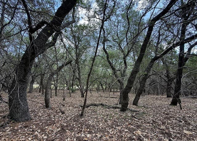 7820  Ventura Boulevard, Selma, TX 78154 — photo 14
