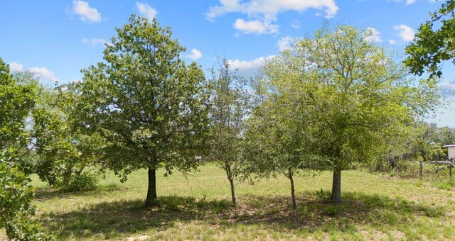 271  Hermosa, Poteet, TX 78065 — photo 19