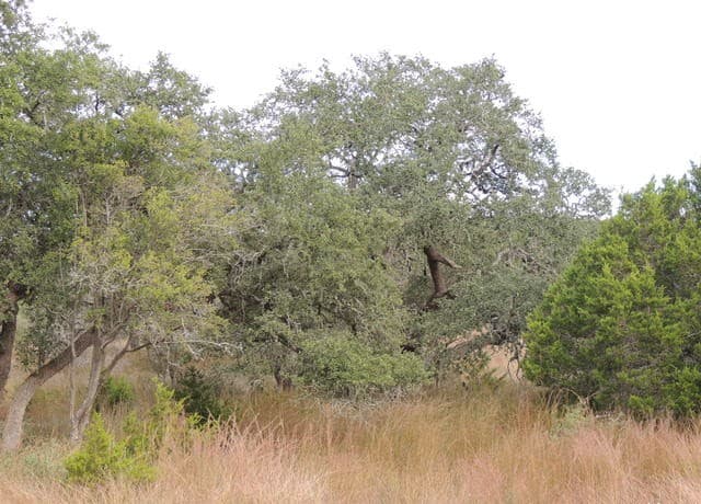 558  Mystic Breeze, Spring Branch, TX 78070 — photo 7