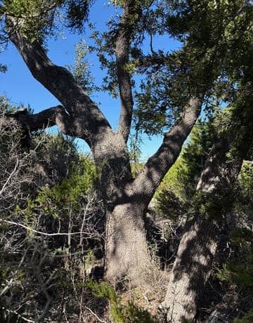 1035 (LOT 1777)  Mystic Breeze, Spring Branch, TX 78070 — photo 7