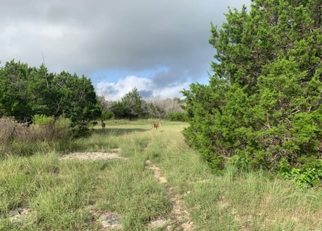 523  Oak Shores Dr, Canyon Lake, TX 78133 — photo 17
