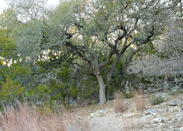 209  Legacy, Canyon Lake, TX 78133 — photo 10