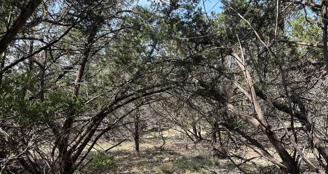 121  Agarita, Spring Branch, TX 78070 — photo 3