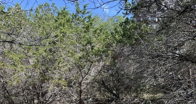 121  Agarita, Spring Branch, TX 78070 — photo 6