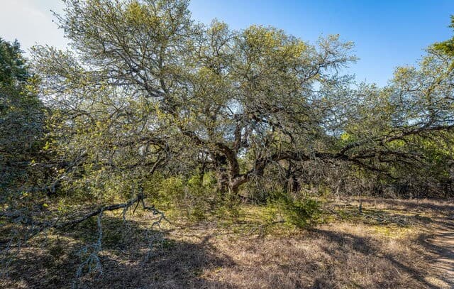 487  Old Bear Creek, New Braunfels, TX 78132 — photo 7