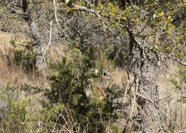 189  Campbell, Canyon Lake, TX 78133 — photo 11