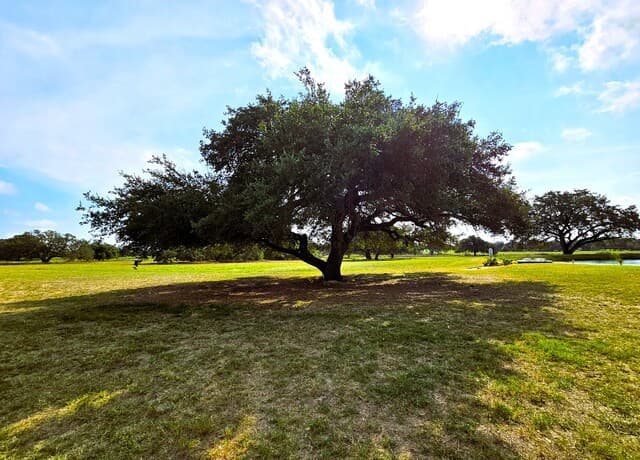 799  County Road 6612, Devine, TX 78016 — photo 23