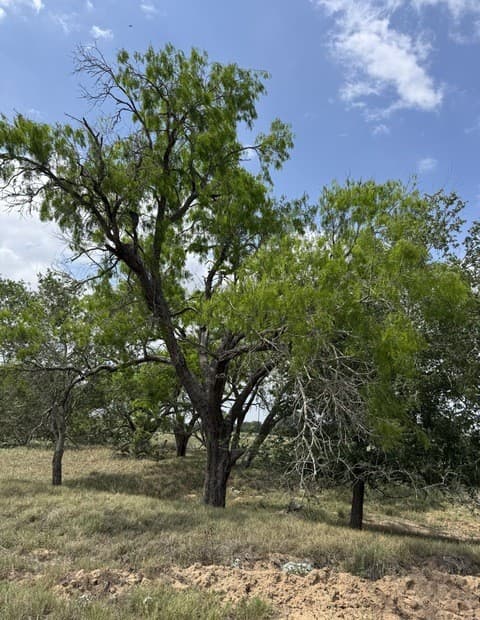 00  County Road 405, Floresville, TX 78114 — photo 2